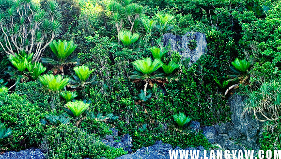 Vegetation that grows at a very steep incline, almost 90 degrees of a rock face