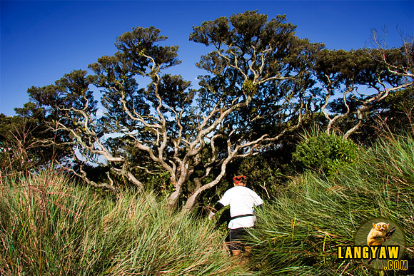 A climber going down a path beside a stunted tree at the peak of Mt. Tapulao in Zambales