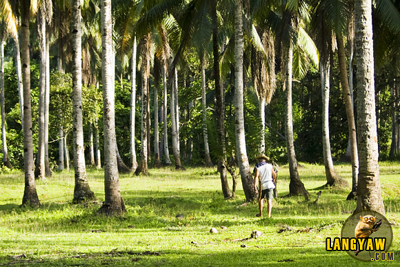 A coconut grove near a field in Baganga, Davao Oriental