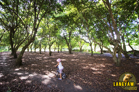 The chicos trees in Compostela are a common sight. 