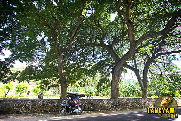 Decades old acacia trees line the road near the church of Nueva Caceres in Oslob, an old settlement.