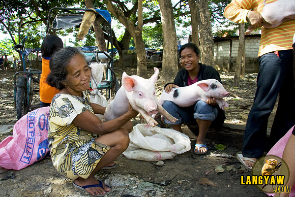 Market day in Dalaguete brings out produce and livestock from the surrounding barrios.