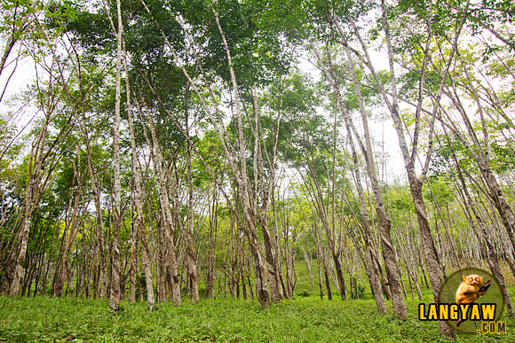 Stands of graceful rubber trees