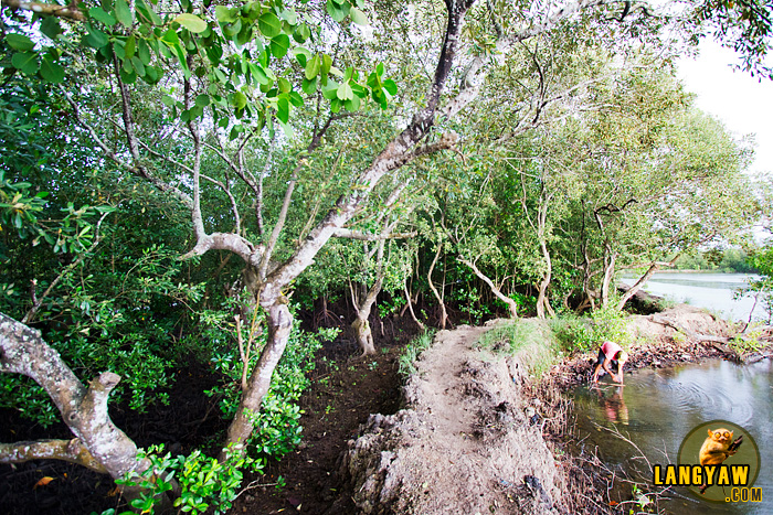 The earthen path passing through mangroves and fishponds 