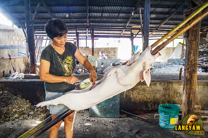 Rose adroitly stuff garlic into the pig's hollow cavity