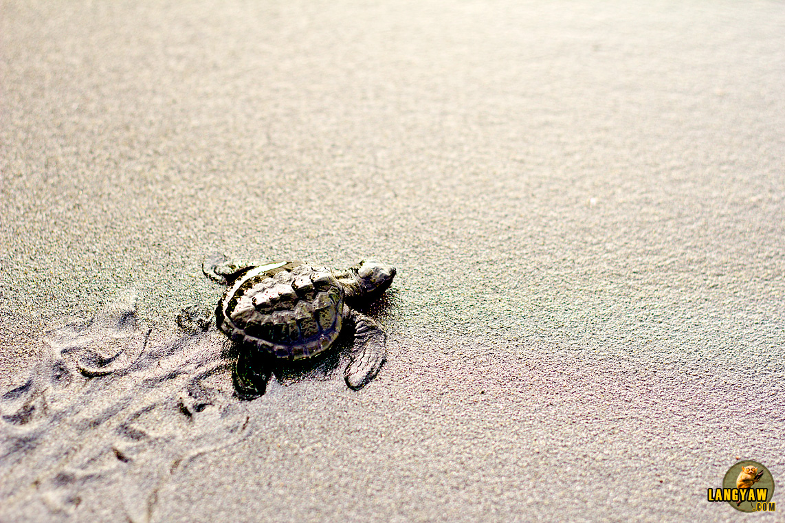 A baby olive ridley turtle at Maitum's beach