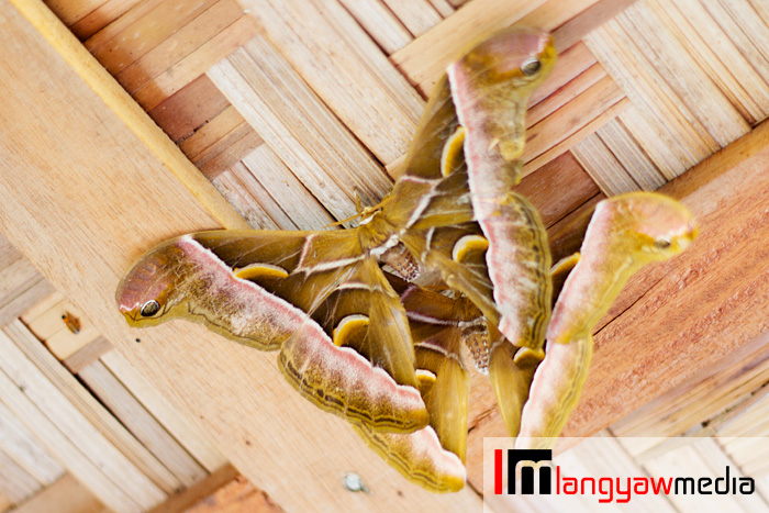 Found this two big silk moths of genus Samia mating early in the morning at the veranda