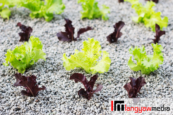 Lettuce as grown in aquaponics plots