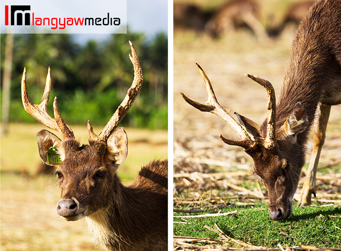 Stag with fully developed antlers