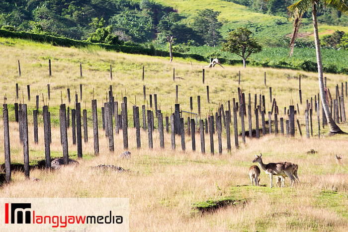 Farm grounds with fences