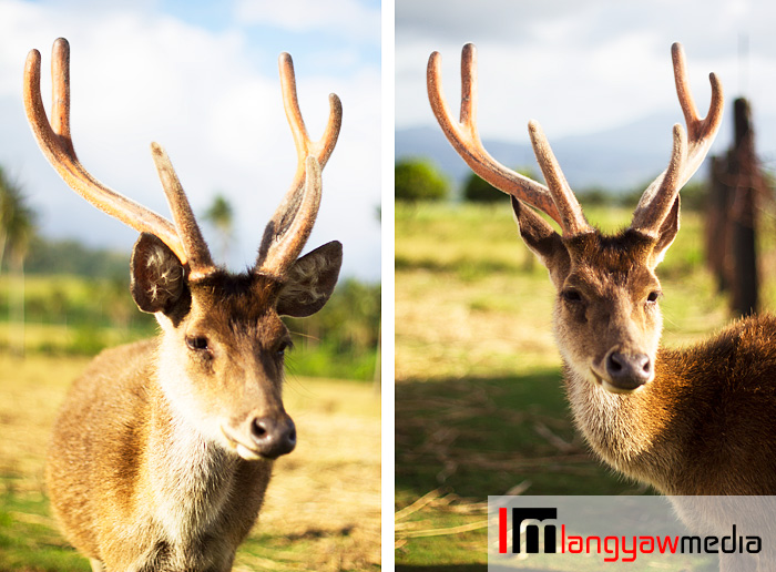 Stag with immature antlers still covered with velvety skin