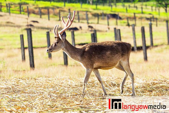 A stag roaming the farm grounds