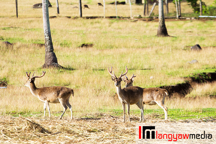 Does, stags and fawn at the farm