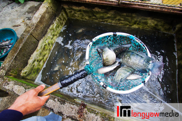 Tilapia being caught from inside a 'pasong' for buying travelers