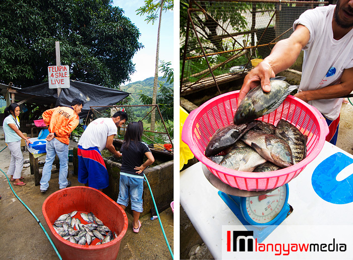 Tilapia fishes caught and weighed for buyers along the road in Ambuklao