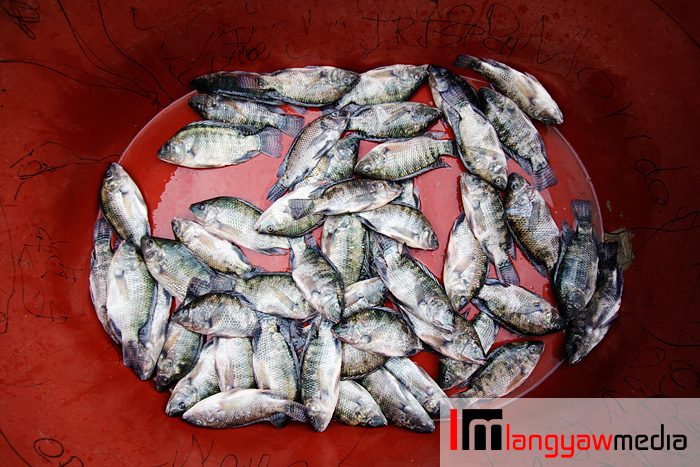 Tilapia fishes grown in the Ambuklao River is readied for buyers along the road in Ambuklao