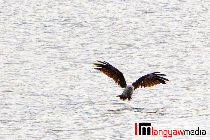 A white breasted eagle fishes at the lake early in the morning