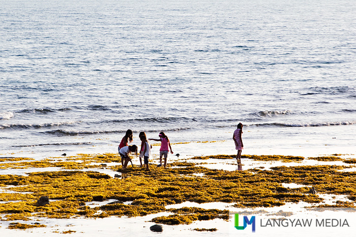 Look for shells at the exposed seagrass during low tide