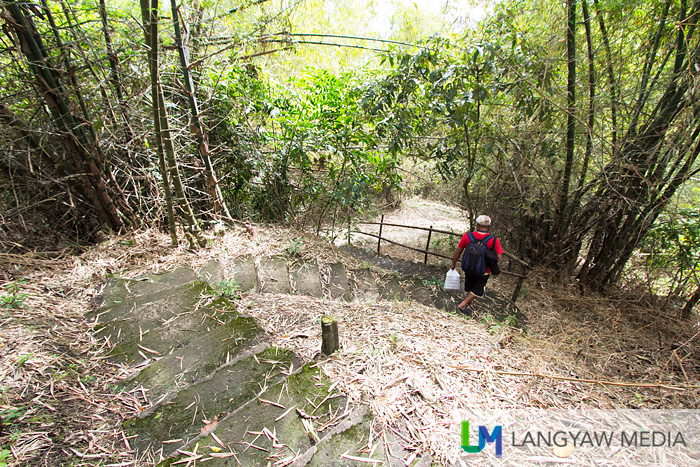 The trail is an easy hike with this portion a slow descent punctuated with bamboo foliage