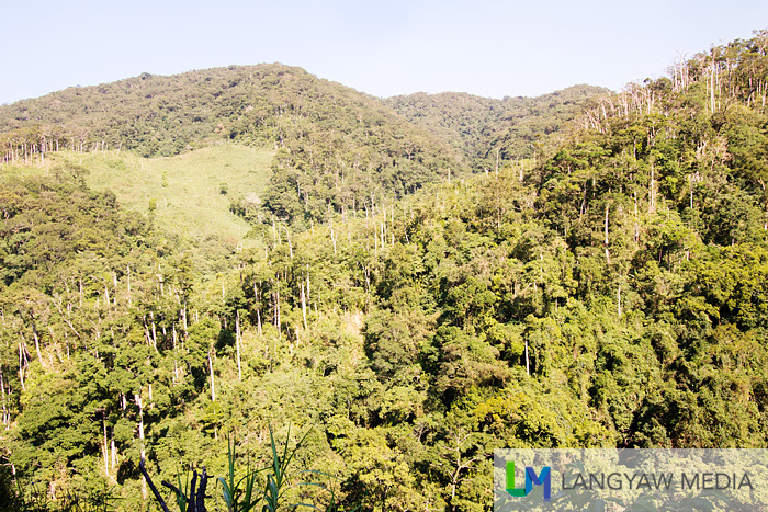 The lush forests of Tineg slowly being deforested