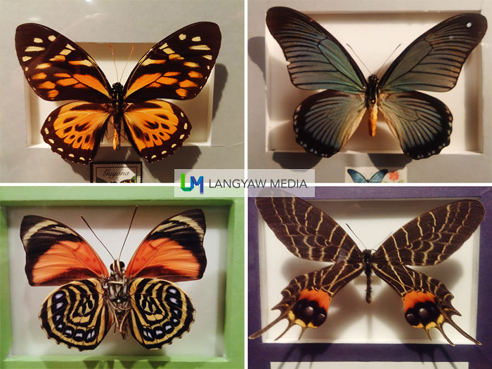 Different species of beautiful and stunning butterflies from different continents