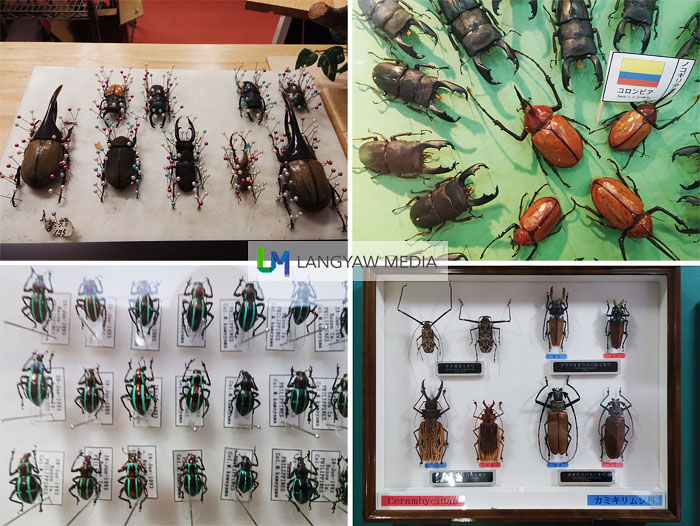 Different types of beetles from different families. At bottom left corner is from the Philippines, genus Pachyrrhynchus