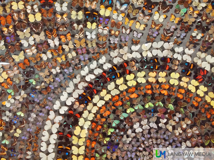Detail of a huge mural made from a mosaic of different butterfly species
