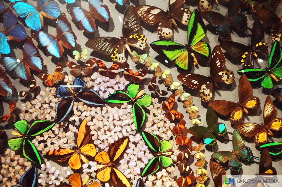 More groupings of different species and different sizes of butterflies from all around the world