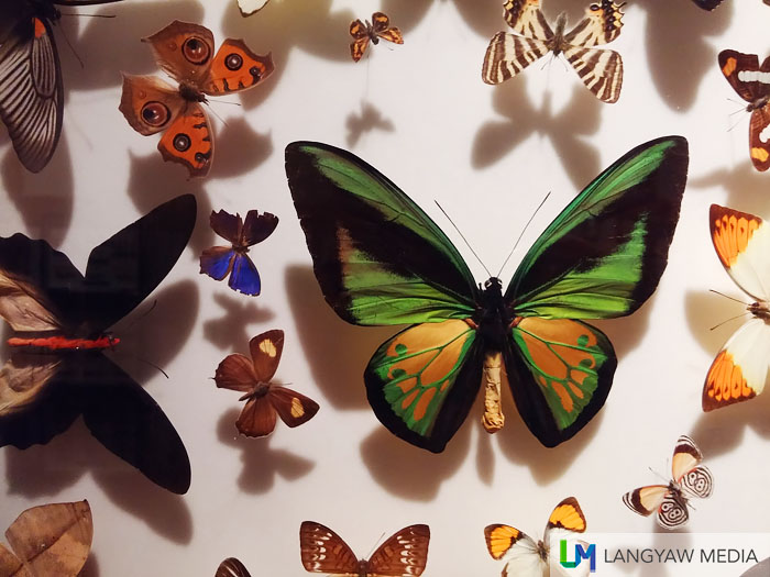 A group of butterflies including one of the biggest, a birdwing butterfly of the genus Ornithoptera. The black one at its left is of genus Atrophaneura