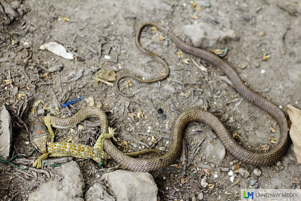 Along the way, this Paradise flying snake caught itself a gecko meal which will last it a few days