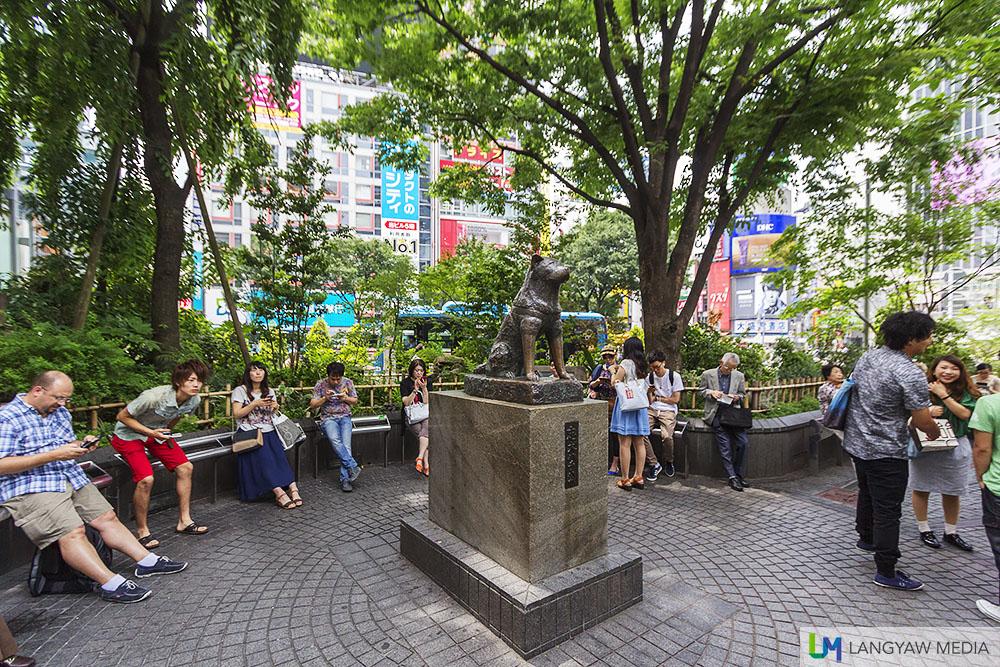 The famous bust of Hachiko in Shibuya is the second to be erected, this one from 1948. The original 1934 bronze was used in Japan's war effort.