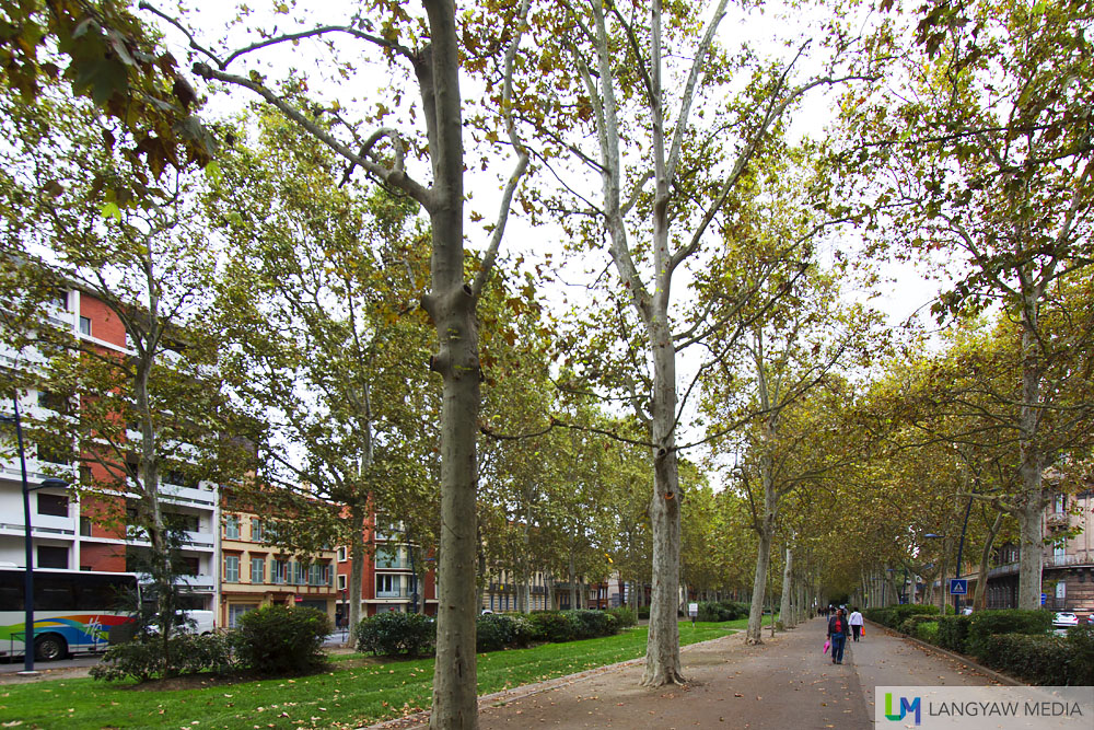 Tree lined path