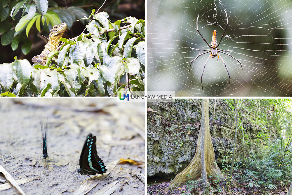 Just a few of the reptiles, arachnids, butterflies and a huge tree found in the national park