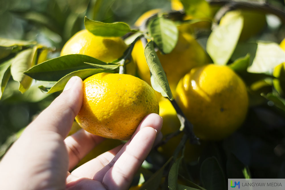 Picking or harvesting fruits with friends and family is actually fun and depending on the time of the year, you can have different kind of fruits for picking.