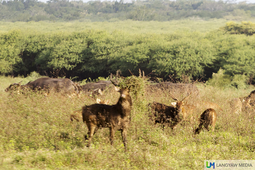 Indian muntjac stags and doe with a herd of bantengs