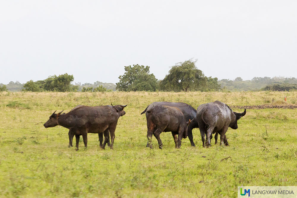 A herd of wild bantengs, a type of Asian buffalo