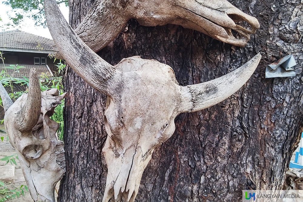 A banteng (a kind of buffalo) skull