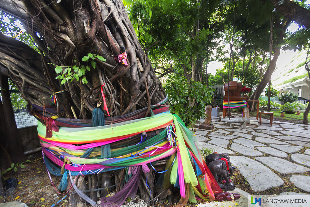 A spirit tree, the biggest in the shrine grounds with colorful ribbons and the wooden figurines of elephants and phallus
