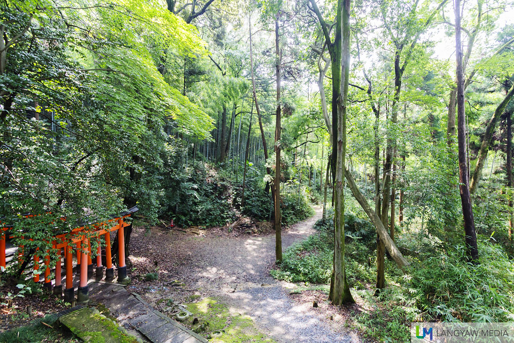 Fukumi Inari Shrine has many trails within the area and its a great place to hike