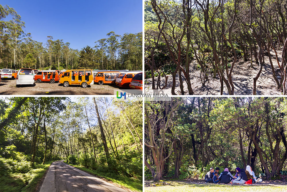 Clockwise from top right: Trees at the edge of the crater lake, family picnic at a wooded area between the crater lake and the parking area, the well paved road leading to the crater lake cuts through this forest, and several angkuts, a type of vehicle popular in Bandung are parked, waiting for their turn to bring visitors to the crater lake