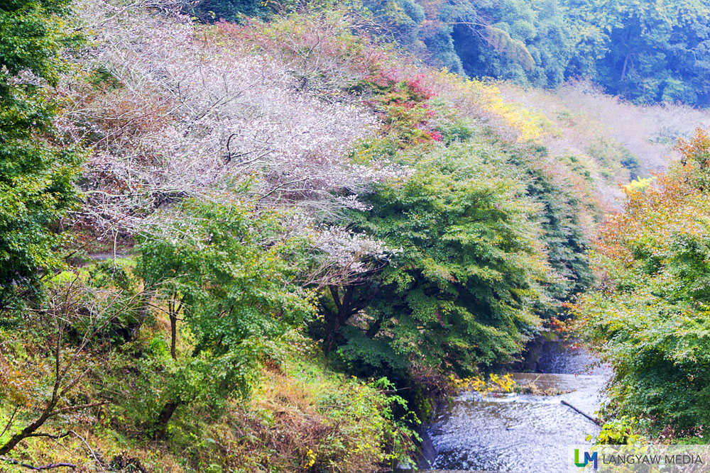 Autumn in Obara Fureai Park is just unique as you can see both cherry blossoms and the colorful leaves of autumn. This one is along a stream.