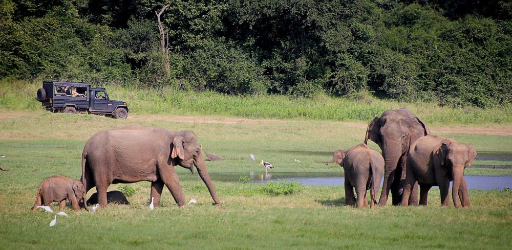 Sri Lanka wildlife