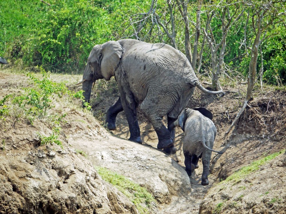 safari in uganda